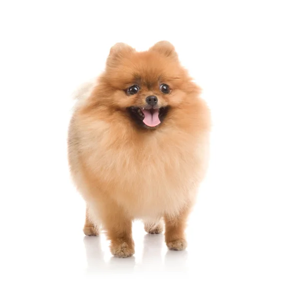 Spitz, Pomeranian dog en estudio sobre fondo blanco —  Fotos de Stock