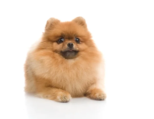 Špic pomeranian psí Studio na bílém pozadí — Stock fotografie