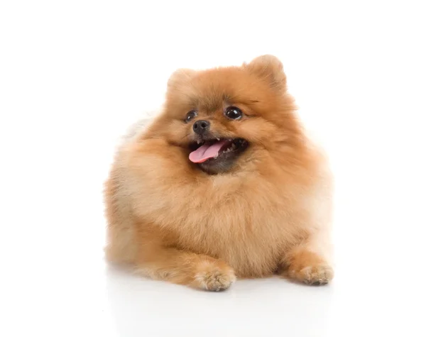 Špic pomeranian psí Studio na bílém pozadí — Stock fotografie