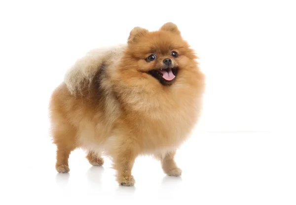 Špic pomeranian psí Studio na bílém pozadí — Stock fotografie