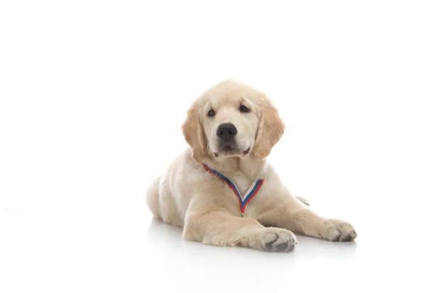 Drie maand schattig gouden retriever pup, op witte achtergrond — Stockfoto