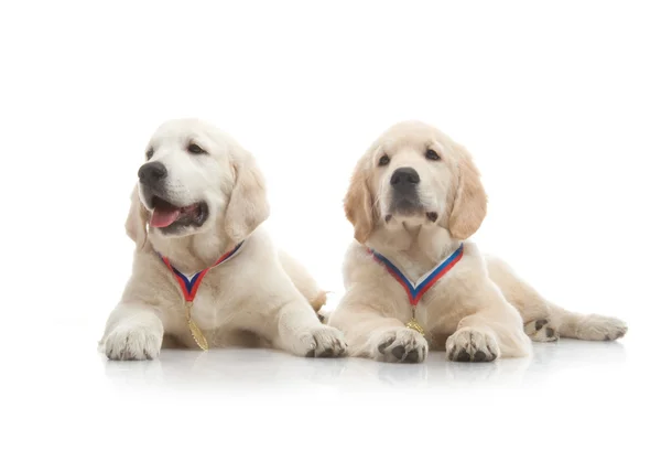 Drie maand schattig gouden retriever pup, op witte achtergrond — Stockfoto