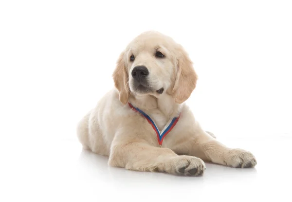 Drie maand schattig gouden retriever pup, op witte achtergrond — Stockfoto