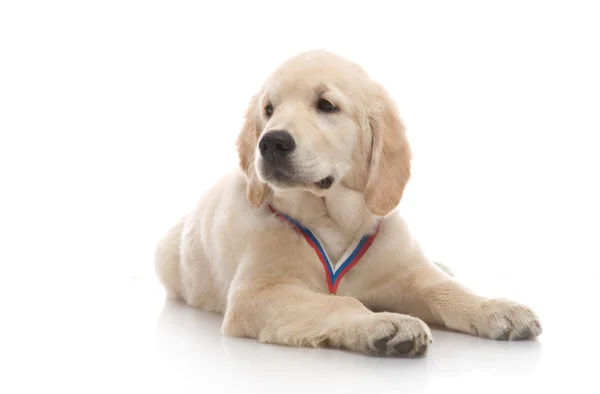 Drie maand schattig gouden retriever pup, op witte achtergrond — Stockfoto