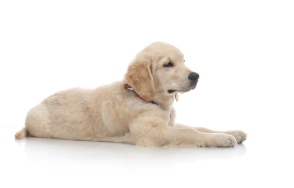 Three month cute golden retriever puppy, on white background — Stock Photo, Image