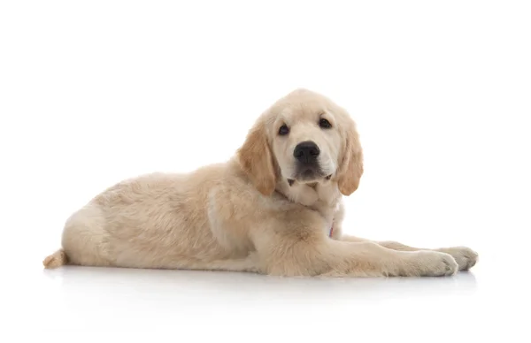 Beyaz zemin üzerinde üç ay şirin golden retriever yavru — Stok fotoğraf