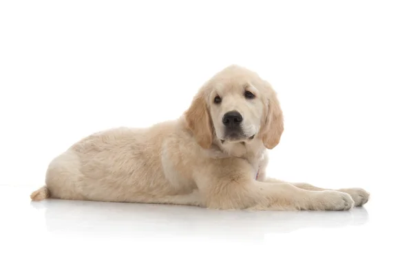 Drie maand schattig gouden retriever pup, op witte achtergrond — Stockfoto