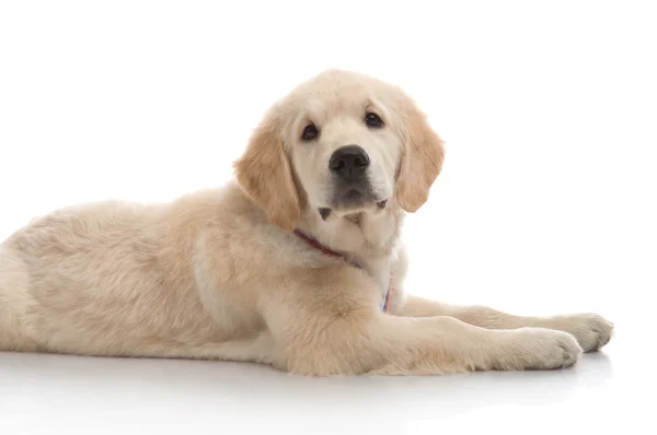 Drie maand schattig gouden retriever pup, op witte achtergrond — Stockfoto