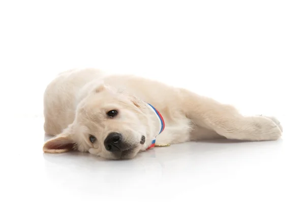 Trzech miesięcy szczenię ładny złoty pies myśliwski, na białym tle — Zdjęcie stockowe