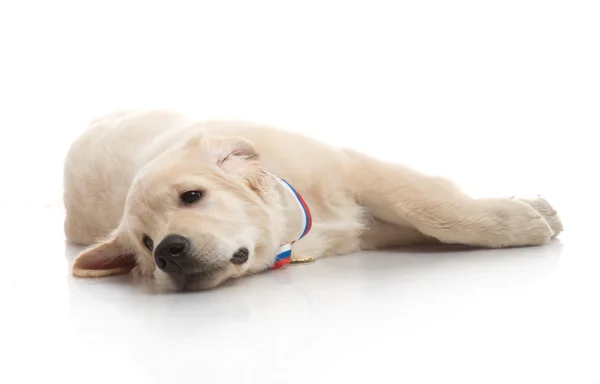 Three month cute golden retriever puppy, on white background — Stock Photo, Image