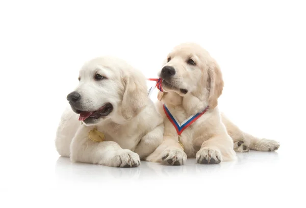 Drie maand schattig gouden retriever pup, op witte achtergrond — Stockfoto