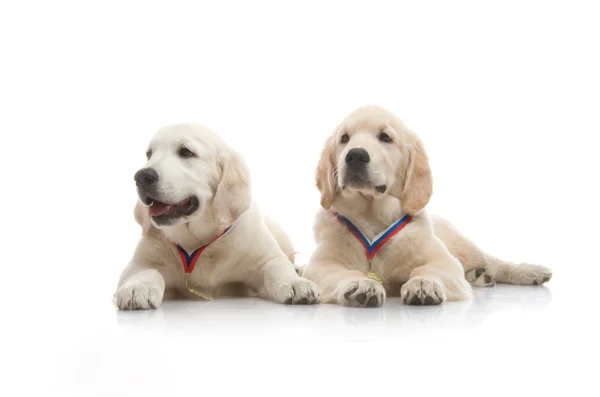 Drie maand schattig gouden retriever pup, op witte achtergrond — Stockfoto