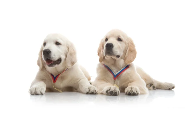 Drie maand schattig gouden retriever pup, op witte achtergrond — Stockfoto