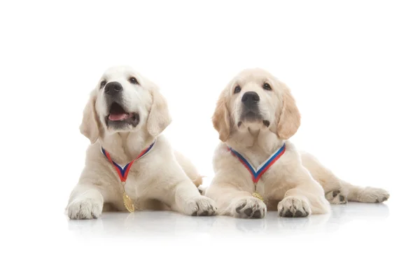 Drie maand schattig gouden retriever pup, op witte achtergrond — Stockfoto