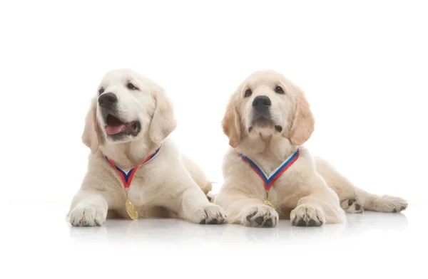 Drie maand schattig gouden retriever pup, op witte achtergrond — Stockfoto