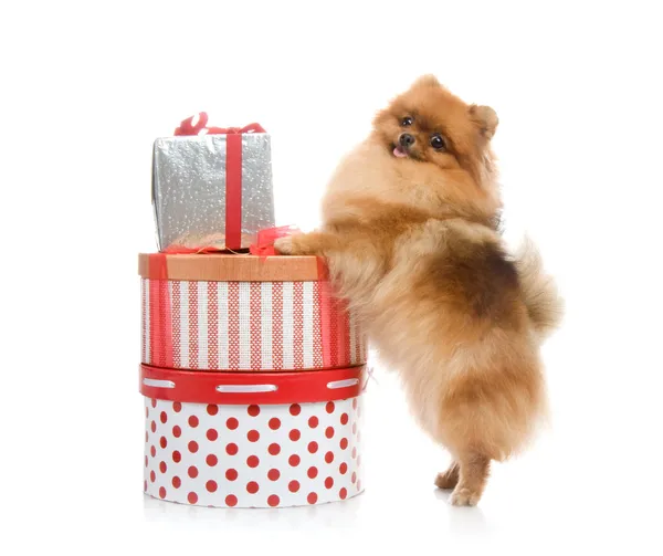 Spitz, Pomeranian dog with gift-boxes in studio shot on white background Royalty Free Stock Photos