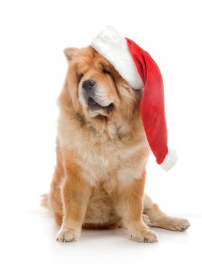Studio beyaz zemin üzerine kırmızı santa claus şapka içinde uyumak