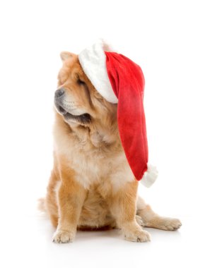 Studio beyaz zemin üzerine kırmızı santa claus şapka içinde uyumak