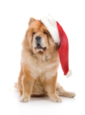 Studio beyaz zemin üzerine kırmızı santa claus şapka içinde uyumak