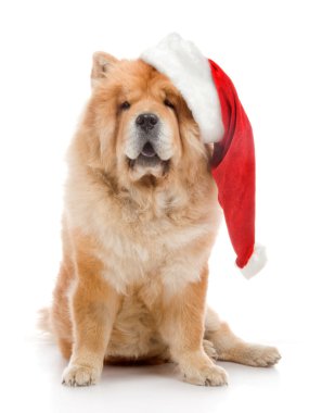 Studio beyaz zemin üzerine kırmızı santa claus şapka içinde uyumak
