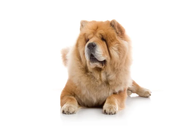 Chow-Chow en estudio sobre fondo blanco — Foto de Stock