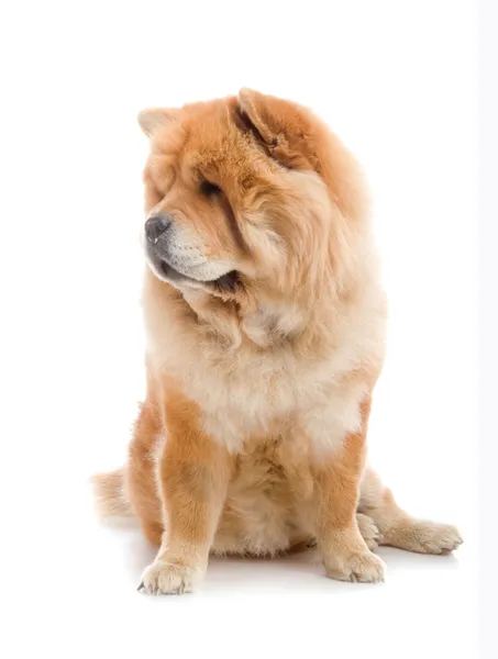 Chow-Chow in studio on white background — Stock Photo, Image