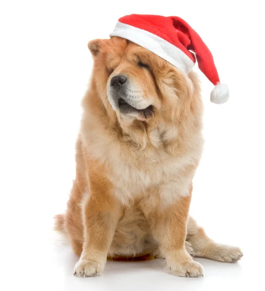 Chow-Chow in a red Santa Claus hat in studio on white background — Stock Photo, Image