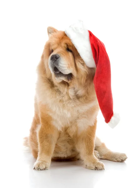 Chow-Chow in a red Santa Claus hat in studio on white background — Stock Photo, Image