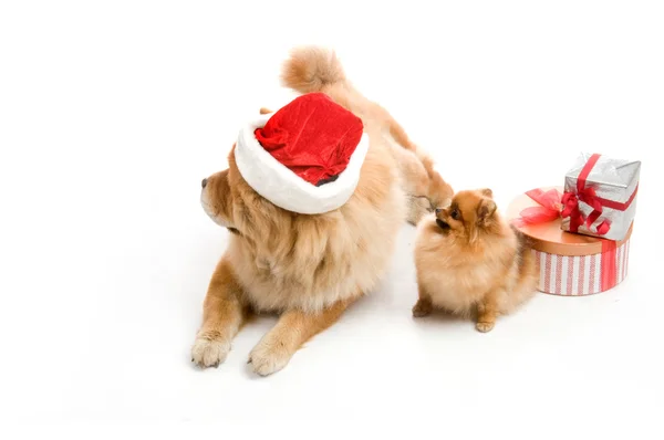 Chow-chow mit rotem Weihnachtsmann-Hut und Spitz, pommerscher Hund in der Nähe des Stapels der Geschenkbox — Stockfoto