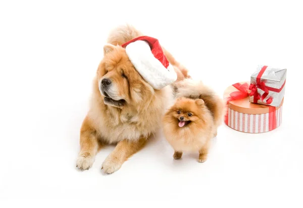 Чау-чау в красной шляпе Санта-Клауса и шпице, Померанская собака возле стопки подарков — стоковое фото