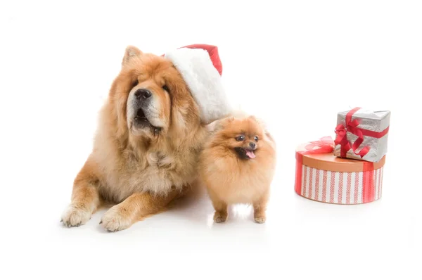 Чау-чау в красной шляпе Санта-Клауса и шпице, Померанская собака возле стопки подарков — стоковое фото