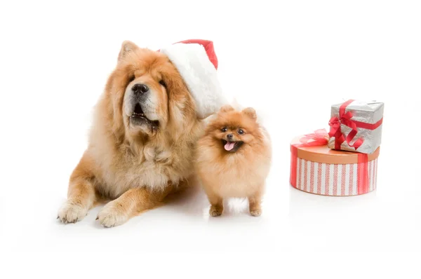 Chow-Chow in a red Santa Claus hat and spitz, Pomeranian dog near the stack of giftbox — Stock Photo, Image