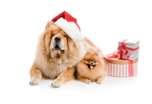 Chow-Chow em um chapéu vermelho de Papai Noel e spitz, cão da Pomerânia perto da pilha de caixa de presente — Fotografia de Stock