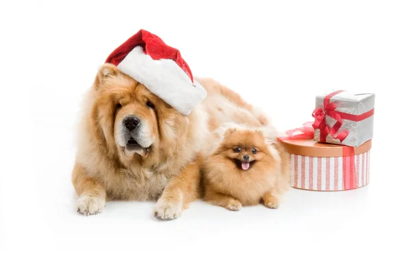 Chow-chow i en röd jultomten hatt och spitz, pomeranian hund nära högen med presentask — Stockfoto