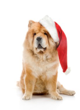 Studio beyaz zemin üzerine kırmızı santa claus şapka içinde uyumak