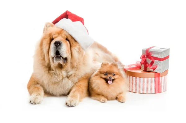 Chow-chow i en röd jultomten hatt och spitz, pomeranian hund nära högen med presentask — Stockfoto