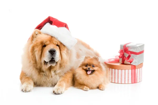 Chow-chow i en röd jultomten hatt och spitz, pomeranian hund nära högen med presentask — Stockfoto