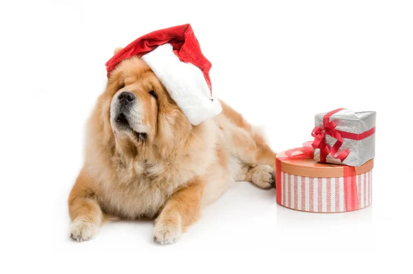 Chow-Chow em um chapéu vermelho de Papai Noel em estúdio sobre fundo branco — Fotografia de Stock