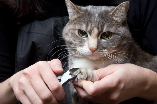 Das Abschneiden der Krallen einer Katze - ein notwendiges Anliegen für Haustiere — Stockfoto