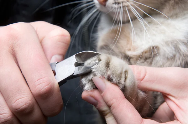 kedi - hayvan için gerekli bir endişe kırpma pençeleri