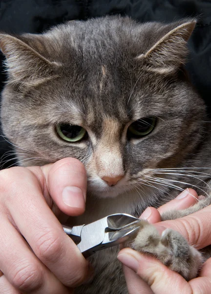 Aparar as unhas do gato — Fotografia de Stock