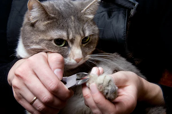 Tagliare le unghie del gatto — Foto Stock