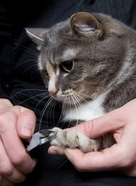 Renskärning kattens naglar — Stockfoto