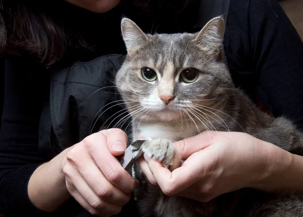 Renskärning kattens naglar — Stockfoto