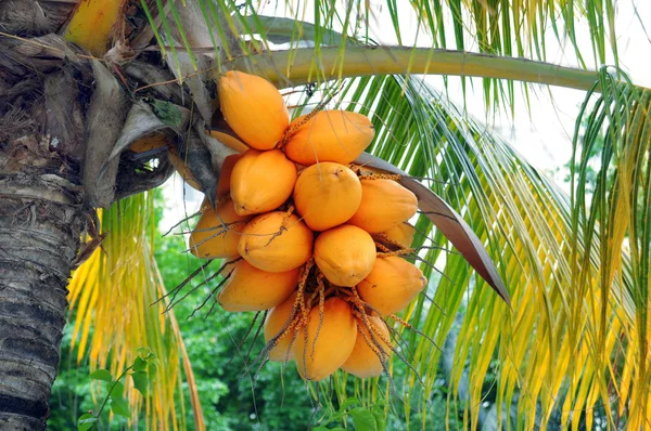 Cocos na palmeira — Fotografia de Stock