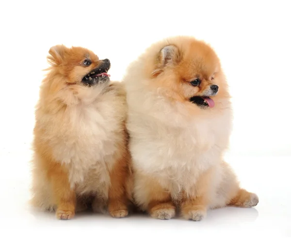 Dos spitz, perros Pomerania sobre fondo blanco, plano de estudio —  Fotos de Stock