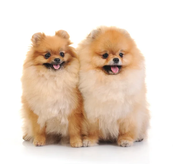 Dois spitz, cães da Pomerânia em fundo branco, tiro de estúdio — Fotografia de Stock