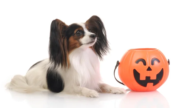 Papillon on white background with accessories for Halloween, studio shot — Stock Photo, Image