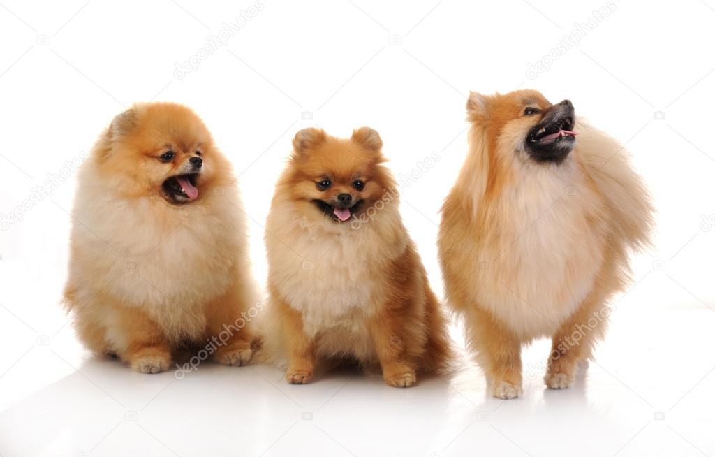 Three spitz, Pomeranian dogs on white background, studio shot