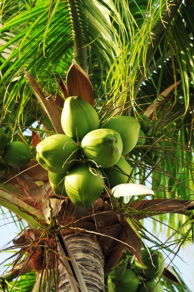 Cocos en la palmera — Foto de Stock